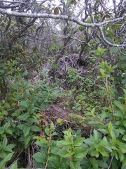 Neotoma fuscipes annectens