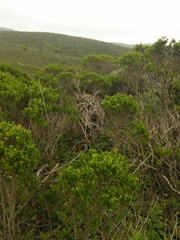 Neotoma fuscipes annectens