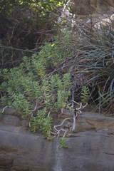Sedum corynephyllum