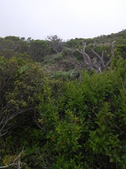 Neotoma fuscipes annectens