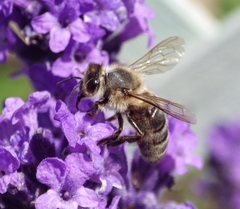 Apis mellifera