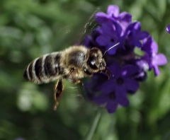 Apis mellifera
