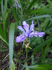 Iris douglasiana
