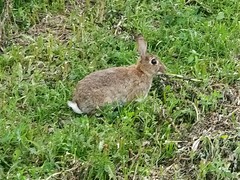 Oryctolagus cuniculus