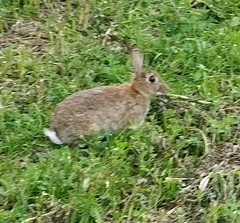 Oryctolagus cuniculus