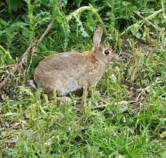 Oryctolagus cuniculus