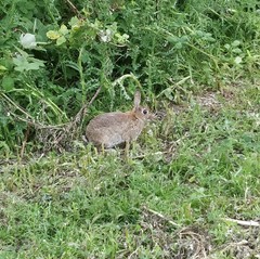 Oryctolagus cuniculus