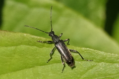 Grammoptera subargentata