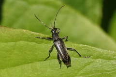 Grammoptera subargentata