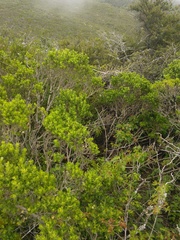 Neotoma fuscipes annectens