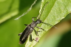 Grammoptera subargentata