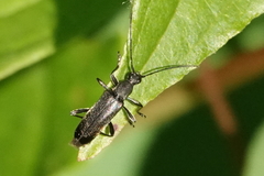 Grammoptera subargentata