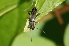 Grammoptera subargentata