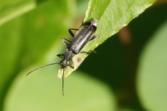 Grammoptera subargentata