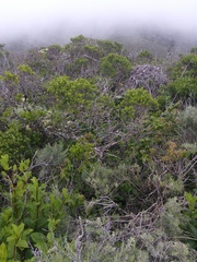 Neotoma fuscipes annectens