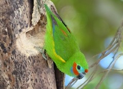 Cyclopsitta diophthalma