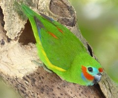 Cyclopsitta diophthalma