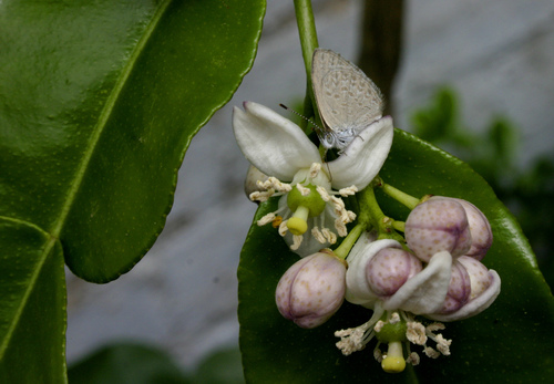 Citrus hystrix