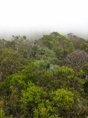 Neotoma fuscipes annectens