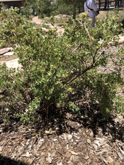 Acmispon dendroideus