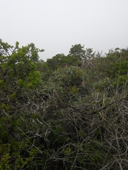 Neotoma fuscipes annectens