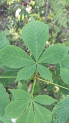 Aesculus hippocastanum