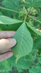 Aesculus hippocastanum