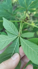 Aesculus hippocastanum