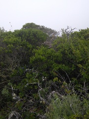 Neotoma fuscipes annectens