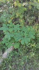 Aesculus hippocastanum