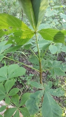 Aesculus hippocastanum