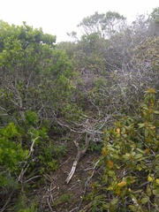 Neotoma fuscipes annectens