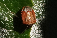 Cosmopepla intergressa