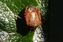 Cosmopepla intergressa