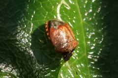 Cosmopepla intergressa