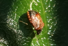 Cosmopepla intergressa