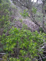 Neotoma fuscipes annectens