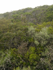 Neotoma fuscipes annectens