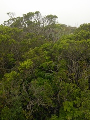 Neotoma fuscipes annectens