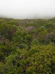 Neotoma fuscipes annectens