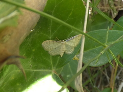 Idaea humiliata