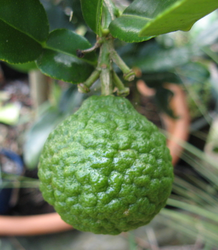 Citrus hystrix