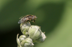 Eristalinus sepulchralis