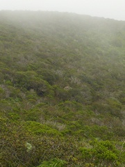 Neotoma fuscipes annectens