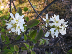 Amelanchier spicata