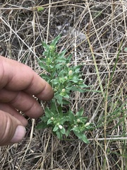 Spigelia hedyotidea