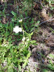 Valeriana californica
