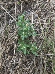 Spigelia hedyotidea