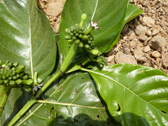 Morinda geminata