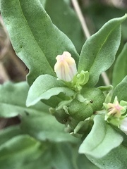 Spigelia hedyotidea